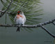 Red Poll Wall Decal