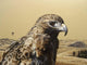Red Tailed Hawk 2 Wall Decal