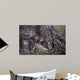 Wary Glance Wall Decal