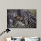 Wary Glance Wall Decal