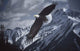 Wings over Winter Wall Decal