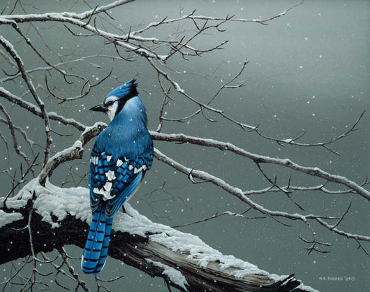 Winter Blue Jay Wall Decal