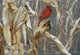 Autumn Cornfield Cardinal Wall Decal