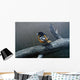 Redstart Wall Decal