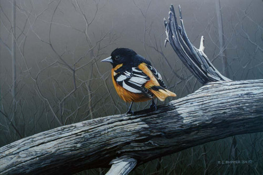 Redstart Wall Decal