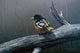 Redstart Wall Decal