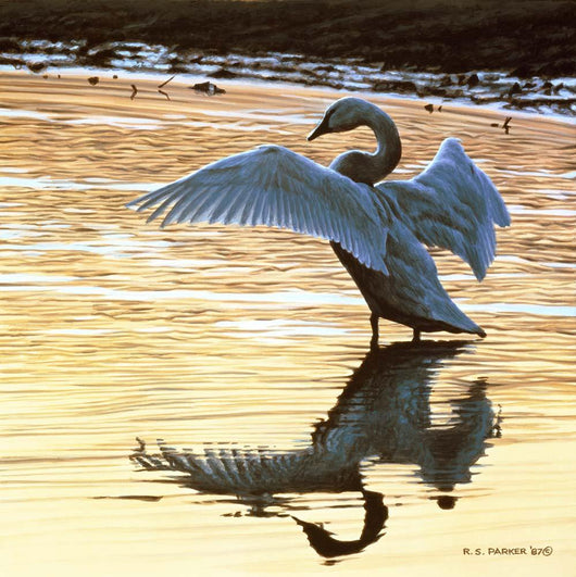 Evening Reflections Wall Decal