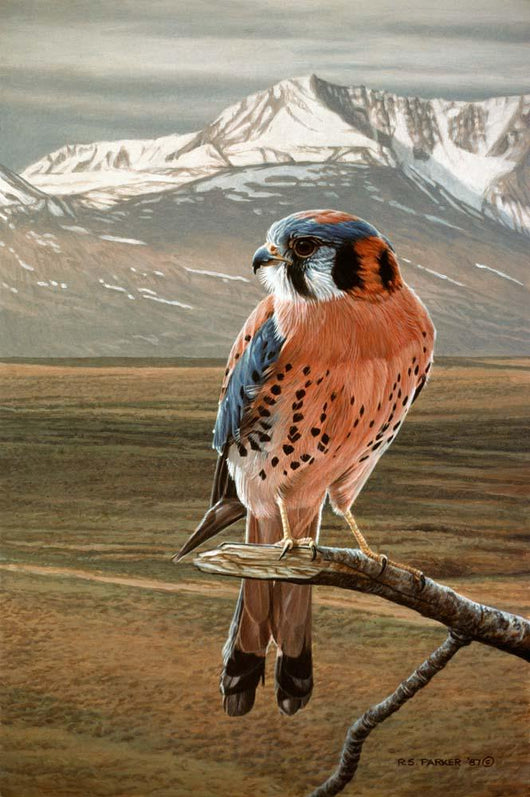 American Kestrel Wall Decal