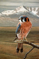 American Kestrel Wall Decal