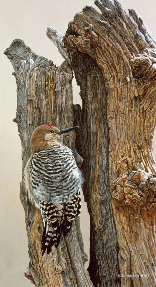 Gila Woodpecker Wall Decal