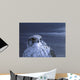 Gyr Falcon Portrait Wall Decal