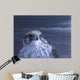 Gyr Falcon Portrait Wall Decal