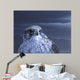 Gyr Falcon Portrait Wall Decal