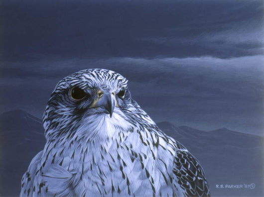 Gyr Falcon Portrait Wall Decal