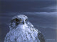 Gyr Falcon Portrait Wall Decal