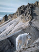 Ramparts- Mountain Goats Wall Decal