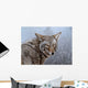 Coyote Portrait Wall Decal