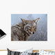 Coyote Portrait Wall Decal