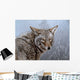 Coyote Portrait Wall Decal