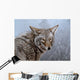 Coyote Portrait Wall Decal