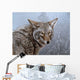 Coyote Portrait Wall Decal