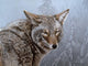 Coyote Portrait Wall Decal