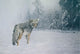 Coyote Snow Wall Decal