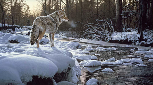 Winter Creek Coyote Wall Decal