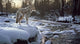 Winter Creek Coyote Wall Decal