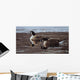 Break Ice- Canada Geese Wall Decal
