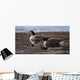 Break Ice- Canada Geese Wall Decal