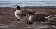 Break Ice- Canada Geese Wall Decal