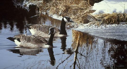 Spring Arrivals- Canada Geese Wall Decal