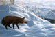 Winter Stalk Wall Decal