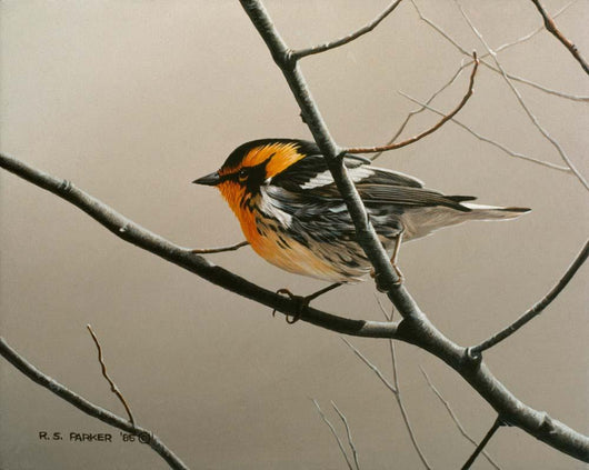 Nashville Warbler Wall Decal
