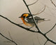 Nashville Warbler Wall Decal