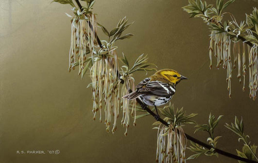 Black Throated Green Warbler Wall Decal