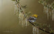 Black Throated Green Warbler Wall Decal