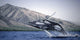Breeching Humpbacks Maui Wall Decal