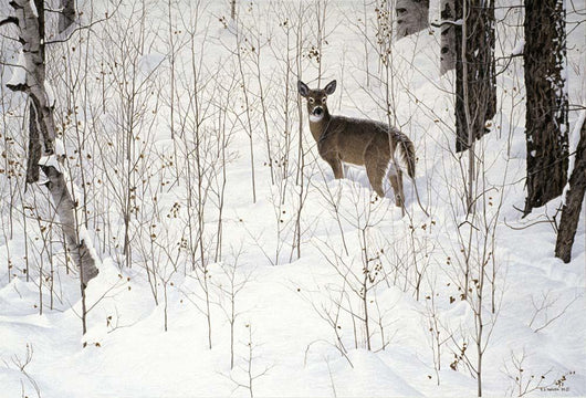 Deep Snow- Whitetail Wall Decal