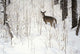 Deep Snow- Whitetail Wall Decal
