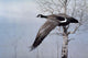 Winter Flight Wall Decal