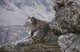 Resting Bobcat Wall Decal