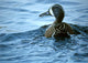 Blue Winged Teal Wall Decal