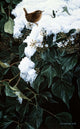 Winter Wren Ivy Wall Decal