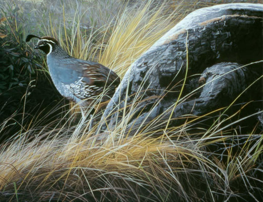 California Quail Wall Decal