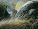 California Quail Wall Decal