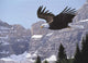 Paradise Valley Wall Decal