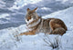Darkening Sky- Coyote Wall Decal