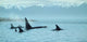 Silent Passage- Orcas Wall Decal